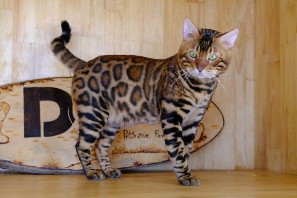 Razas de gatos con manchas: descubre los felinos de pelaje moteado más bonitos - Bengalí