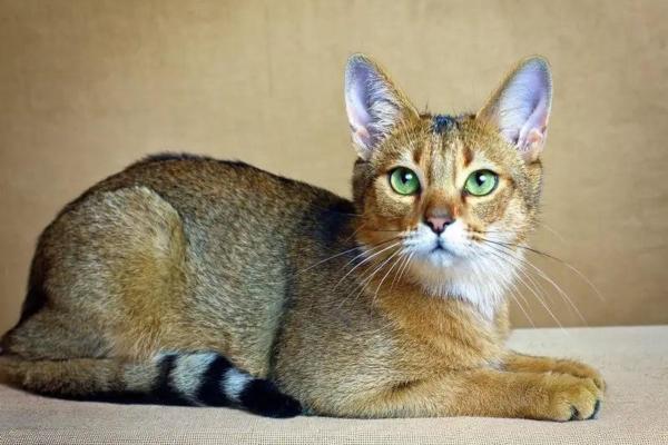 Razas de gatos con manchas: descubre los felinos de pelaje moteado más bonitos - Chausie