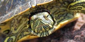 Cómo cuidar a una tortuga que hiberna