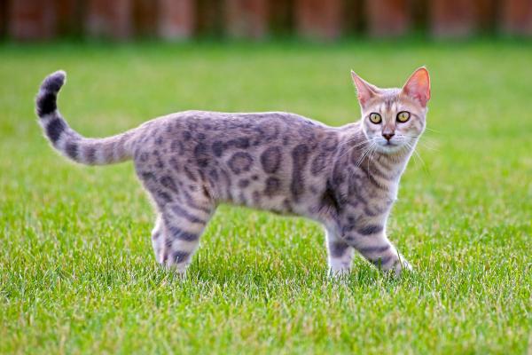 Razas de gatos con manchas: descubre los felinos de pelaje moteado más bonitos - Mau egipcio
