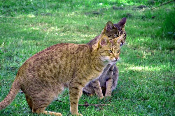 Razas de gatos con manchas: descubre los felinos de pelaje moteado más bonitos - Ocicat