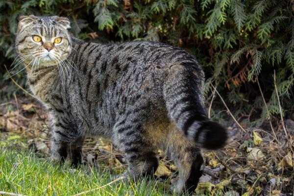 Razas de gatos con manchas: descubre los felinos de pelaje moteado más bonitos - Pixiebob