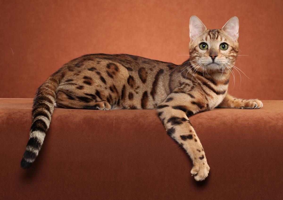 Razas de gatos con manchas: descubre los felinos de pelaje moteado más bonitos