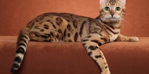 Razas de gatos con manchas: descubre los felinos de pelaje moteado más bonitos