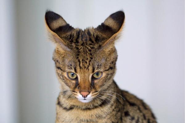 Razas de gatos con manchas: descubre los felinos de pelaje moteado más bonitos - Savannah