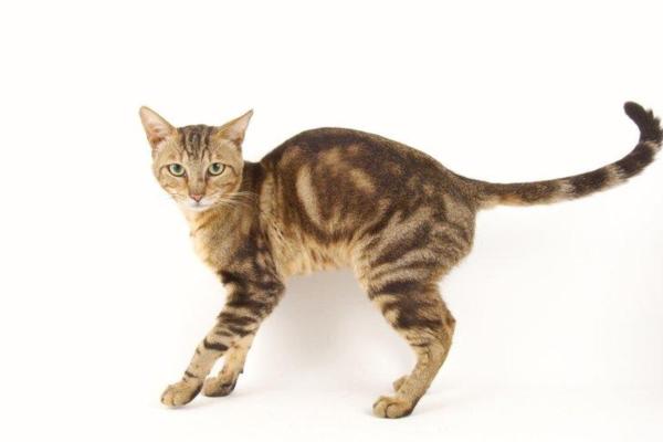 Razas de gatos con manchas: descubre los felinos de pelaje moteado más bonitos - Sokoke