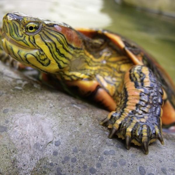 Cómo cuidar una tortuga de agua - 9 pasos Cómo cuidar una tortuga de agua - 9 pasos