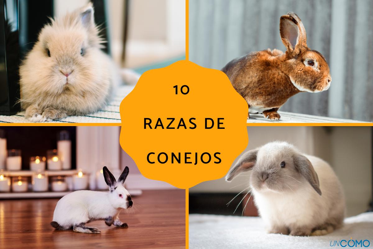 Razas de conejos