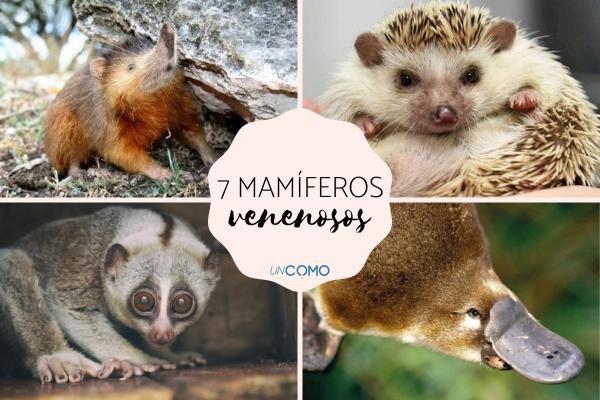 7 mamíferos venenosos