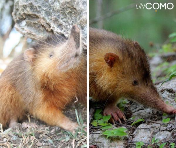 7 mamíferos venenosos - El almiquí de Cuba o almiquí paradójico (Solenodon cubanus y Solenodon paradoxus)