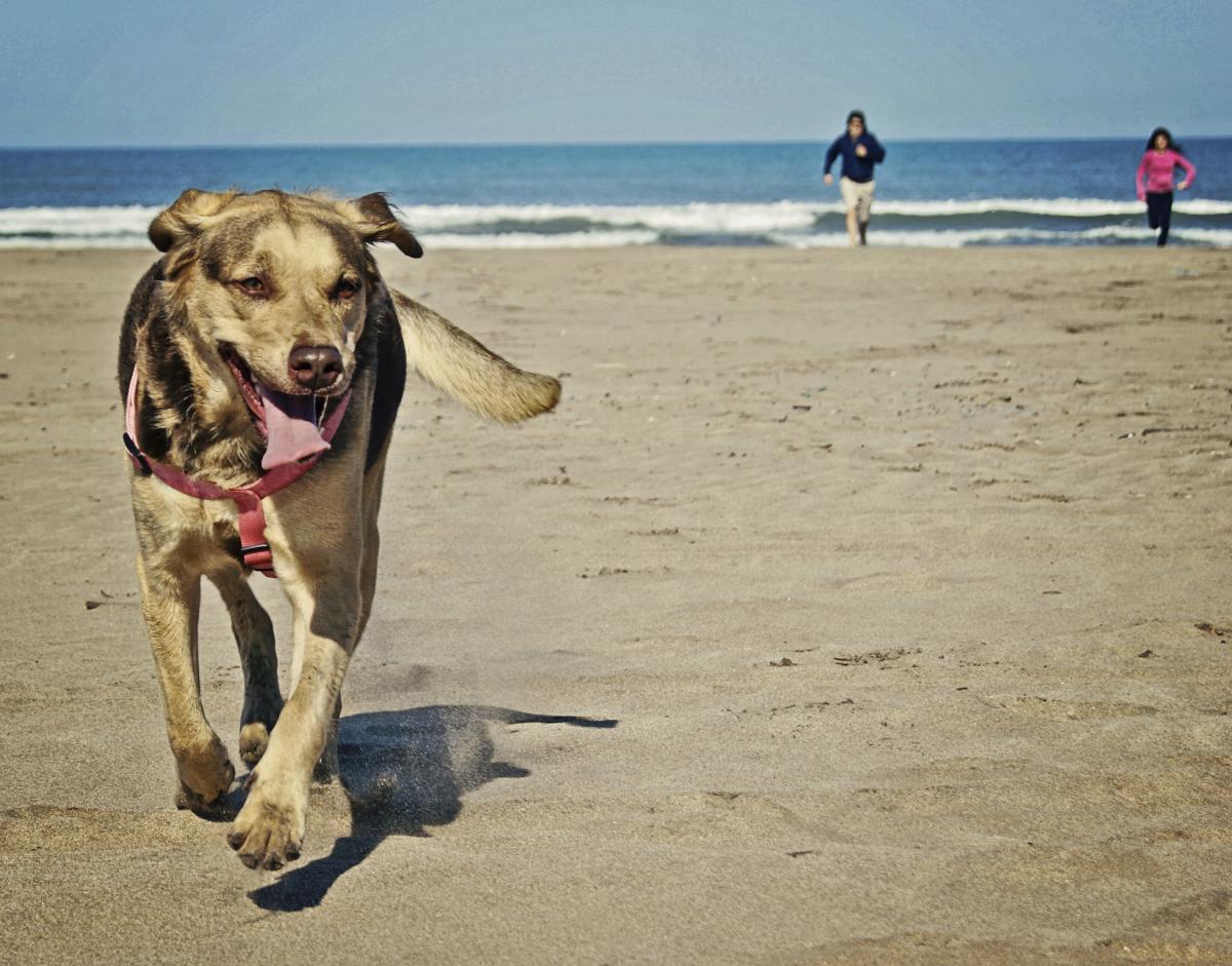 Mi perro no me hace caso: por qué y qué hago