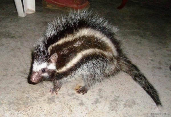 7 mamíferos venenosos - Rata africana de crin o hámster de Imhaus (Lophiomys imhausi)