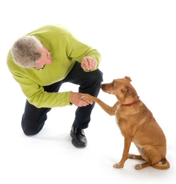 Cómo saber si mi perro me entiende - Tipos de entendimiento del perro 