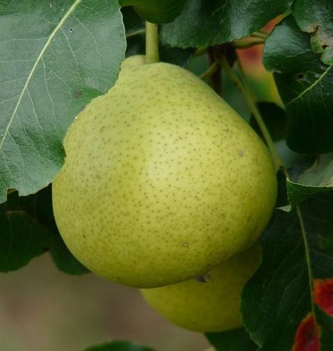 Cuáles son los beneficios de las peras - Paso 1