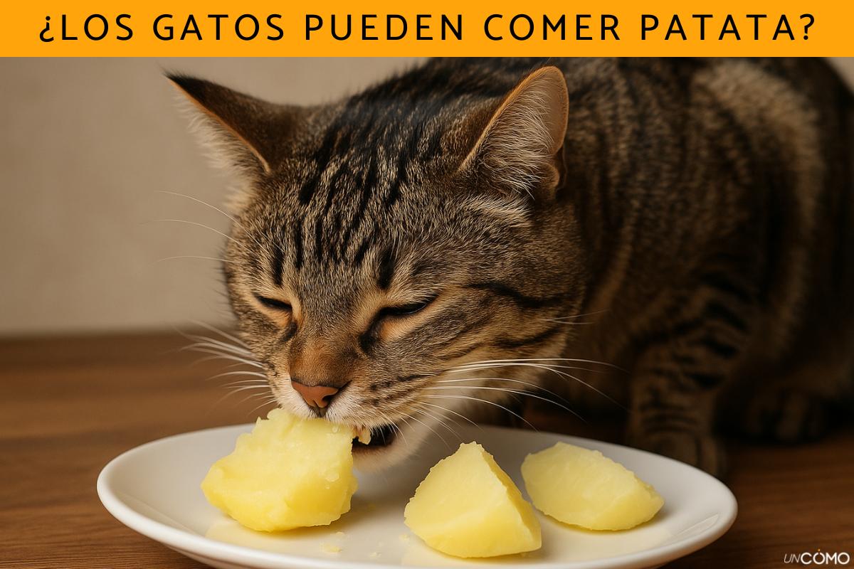 ¿Los gatos pueden comer patata? Descubre si es seguro