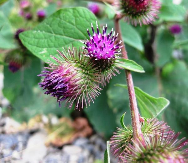 Cuáles son las propiedades de la bardana