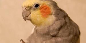 Cómo evitar que mi pájaro tenga problemas de pico y uñas