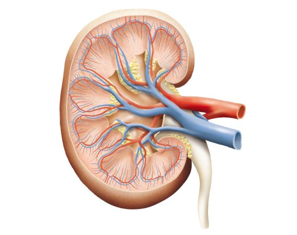 ¿Se puede vivir con un riñón solo?