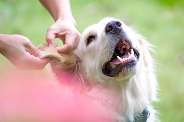 con qué frecuencia debes enjuagar las orejas de tu perro