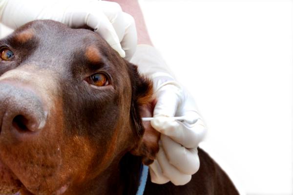 con qué frecuencia debes enjuagar las orejas de tu perro