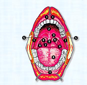 Cómo es la cavidad bucal
