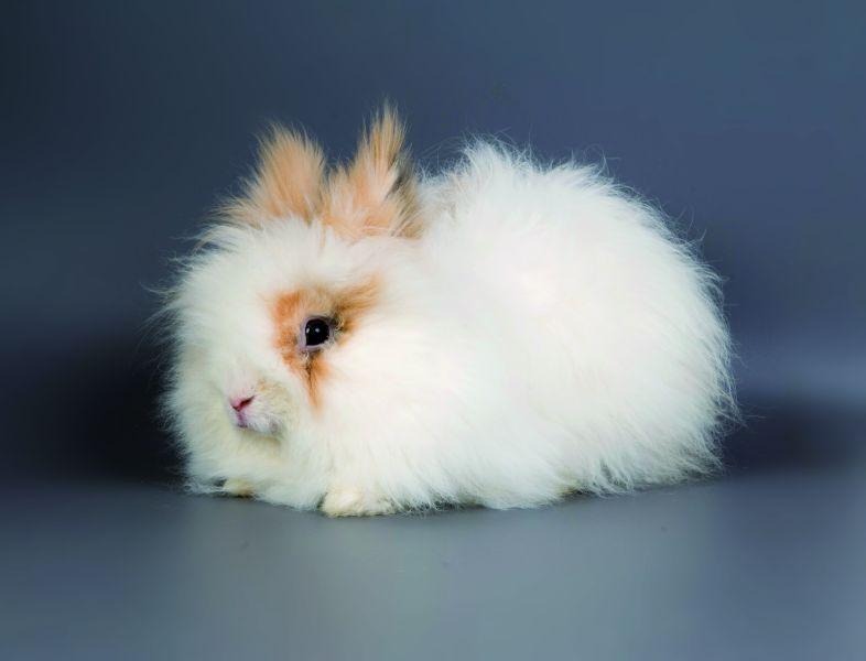 Angora