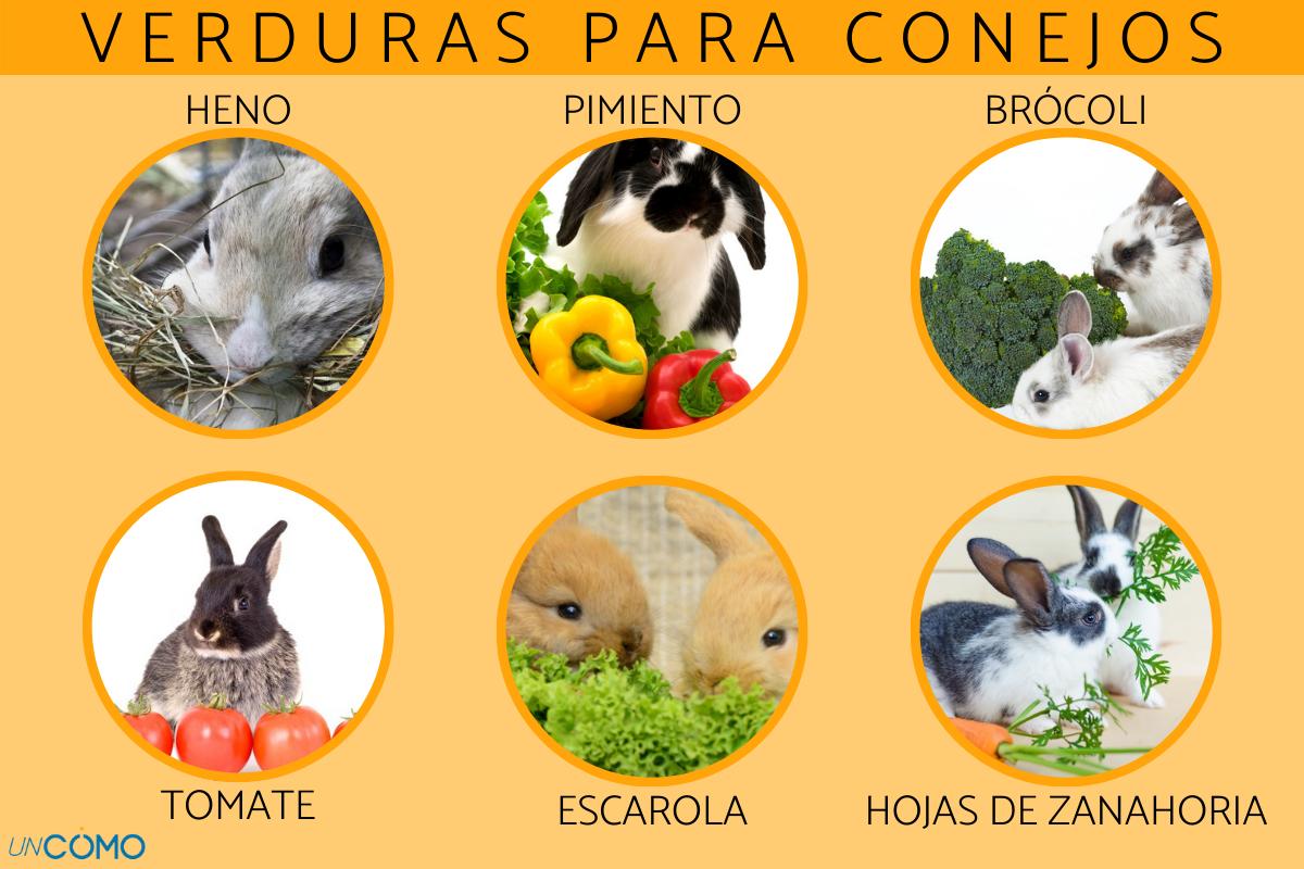 Verduras que pueden comer los conejos