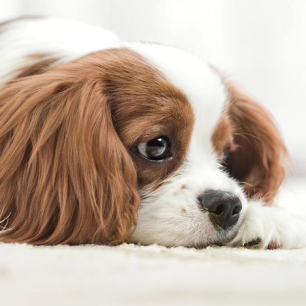 como saber cuando un perro esta llorando