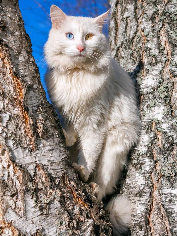 Cómo es un gato angora