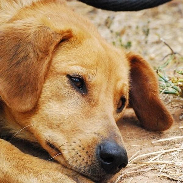 las cucarachas pueden comer caca de perro