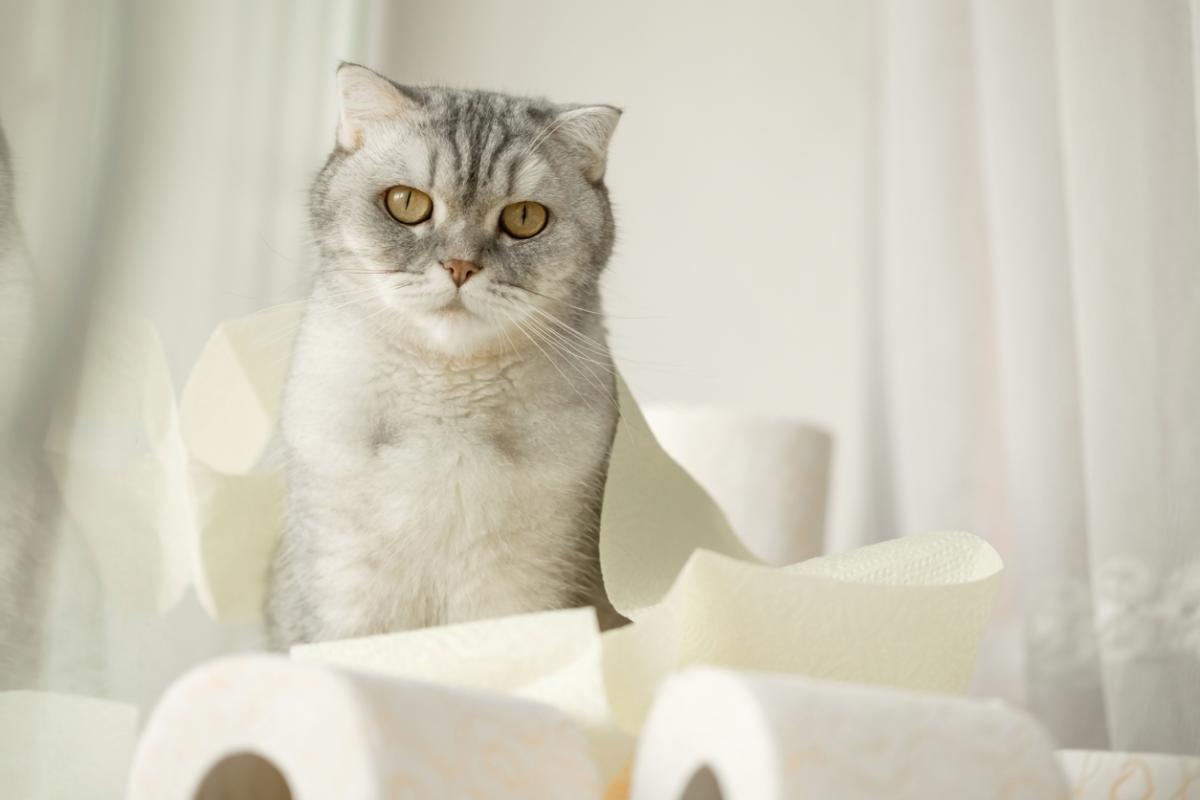 Por qué mi gato me acompaña al baño