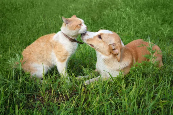 ¿Pueden convivir perros y gatos?
