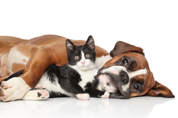 ¿Pueden convivir perros y gatos?