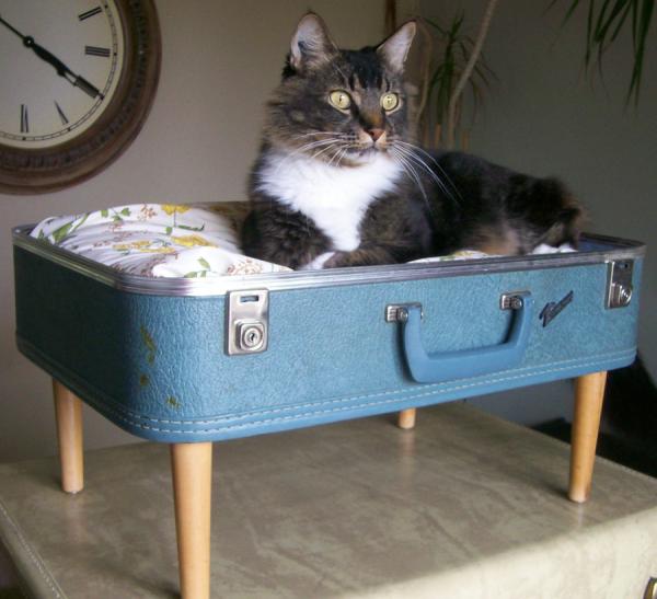 Cómo hacer una cama para gatos - Con una maleta