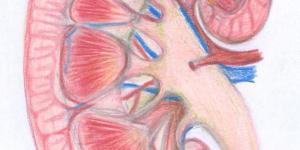 Cómo tratar la albuminuria