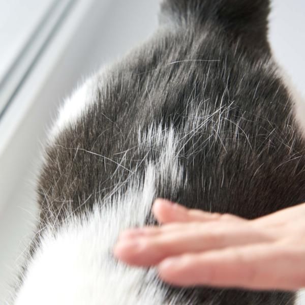 por qué mi perro pierde mechones de pelo