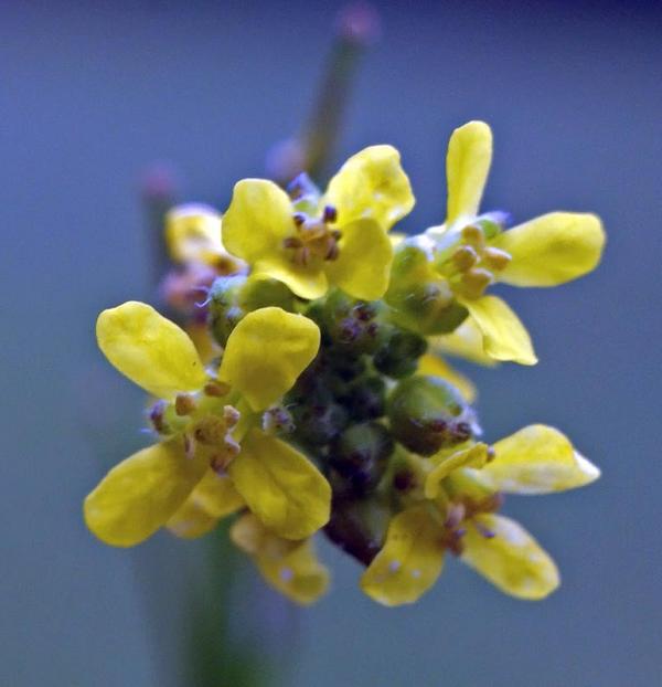 Trucos para quitar la afonía - Erísimo