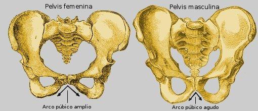 Por qué siento dolor en la pelvis - ¿Qué es la pelvis?