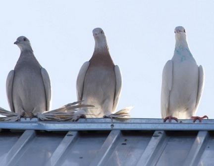 Cómo espantar definitivamente las palomas del techo