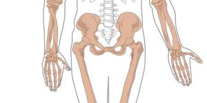 Cuál es el hueso más pequeño del cuerpo humano