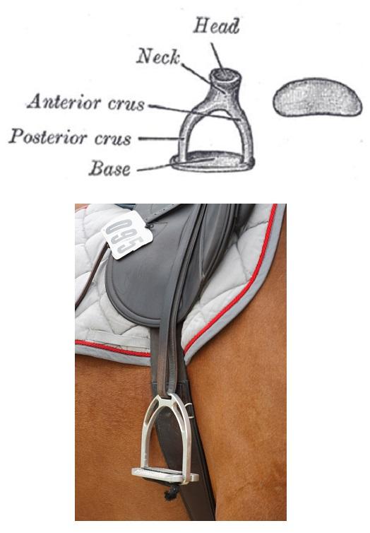 Cuál es el hueso más pequeño del cuerpo humano - Paso 2