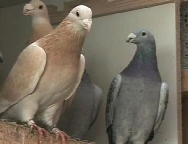 Cómo espantar definitivamente las palomas del techo - Señuelos u animales de plástico