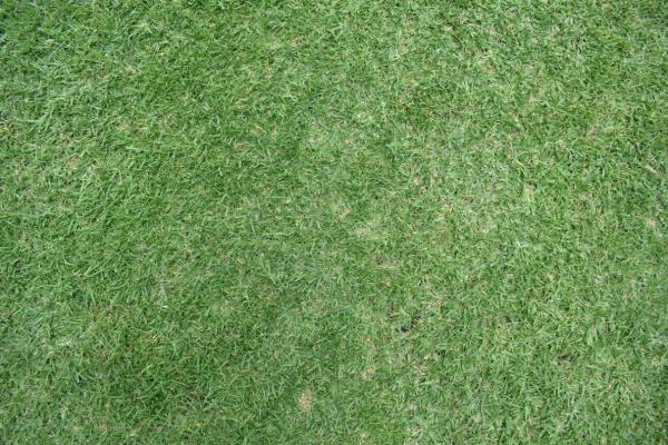 Cómo plantar grama - Grama o césped: qué es mejor