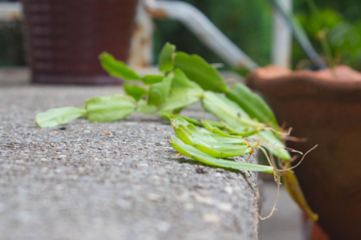 Cómo reproducir el cactus de Navidad