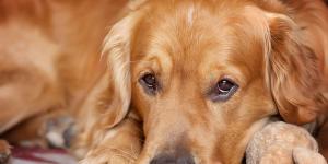 Cómo saber si mi perro tiene filariosis