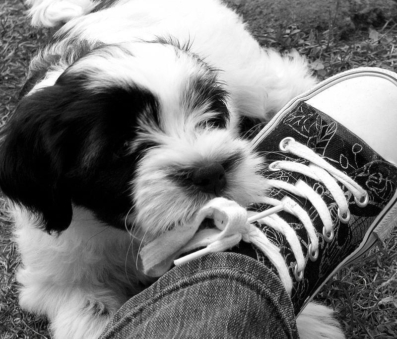 cómo entreno a mi cachorro para que no muerda la boca