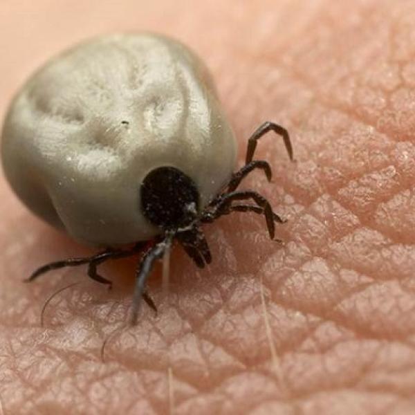 las garrapatas de los perros muerden a los humanos