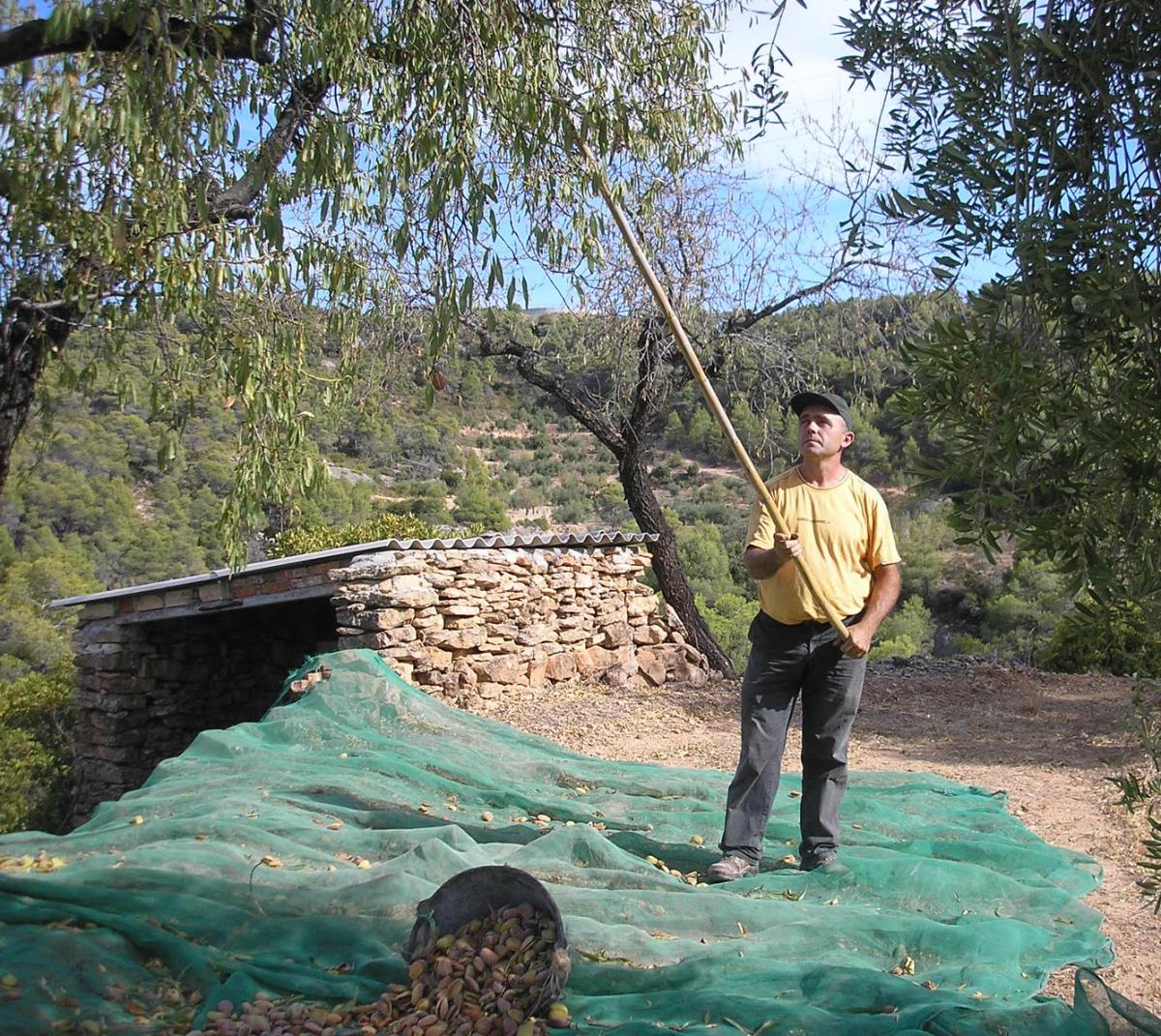 Cómo recoger almendras