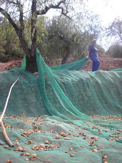 Cómo recoger almendras - Paso 2