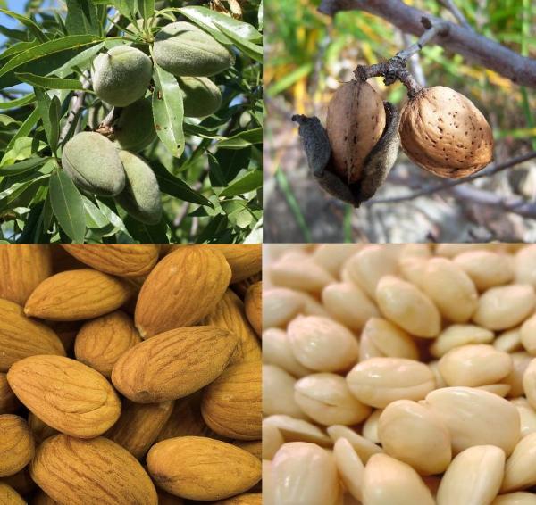 Cómo recoger almendras - Paso 4